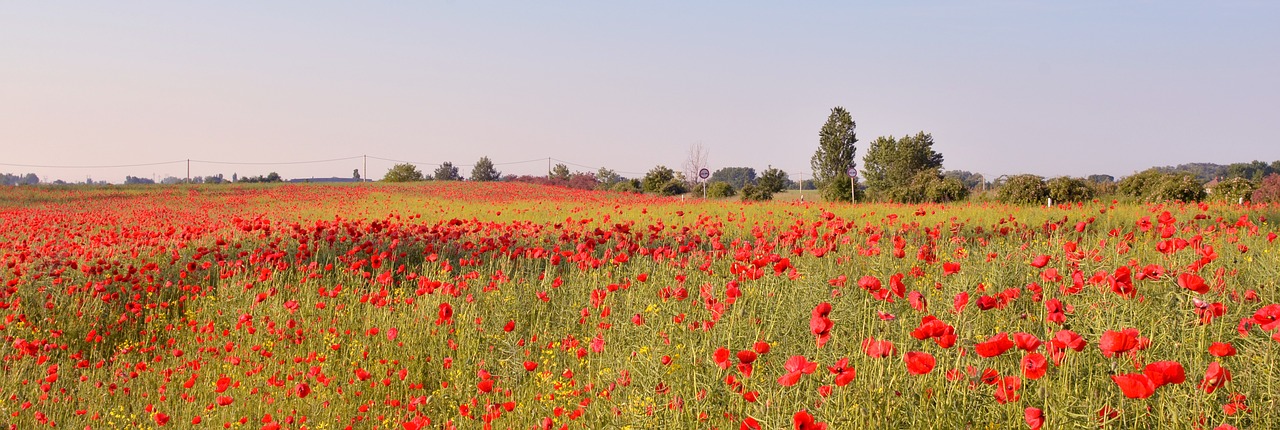 poppy field nature red flower free photo