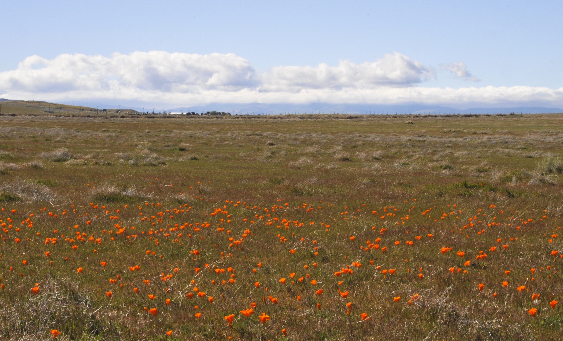 poppy poppies landscape free photo