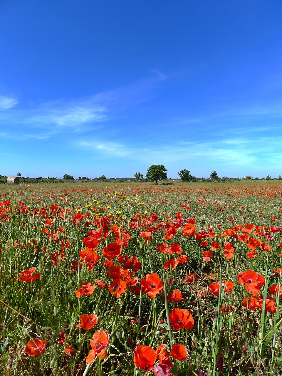 poppy field sky blue free photo