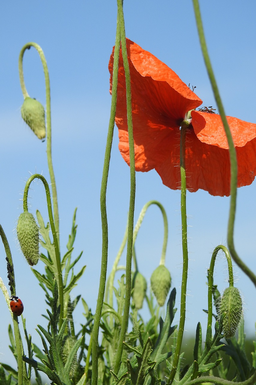 poppy field  flower  bud poppy free photo