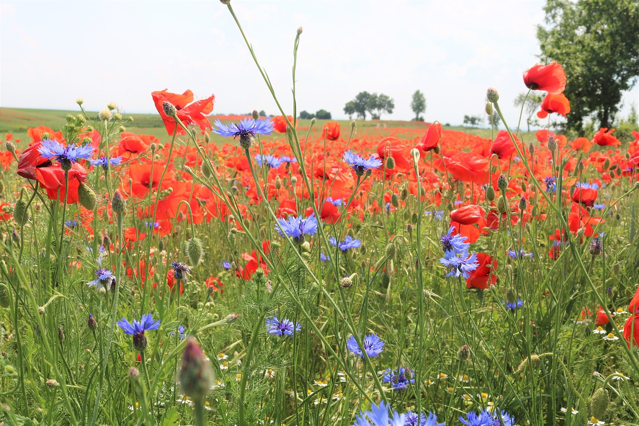 poppy field  around szydłowa  spring free photo