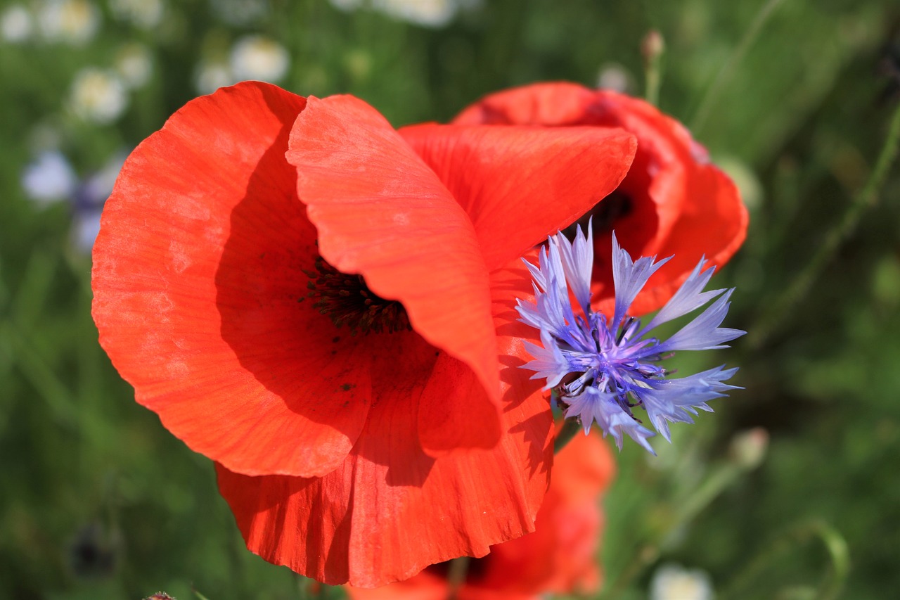 poppy field  around szydłowa  spring free photo