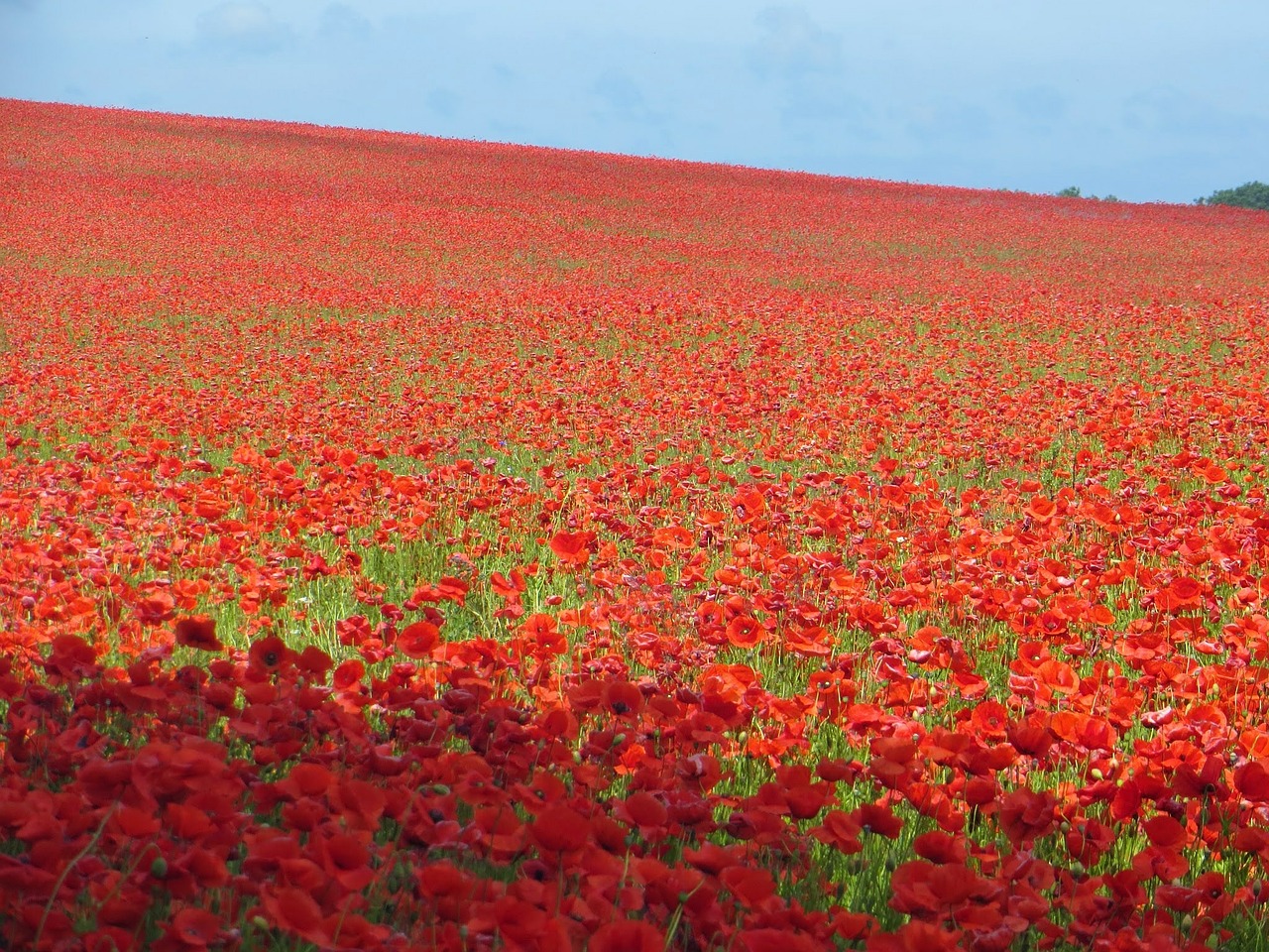 poppy field poppy sea of flowers free photo