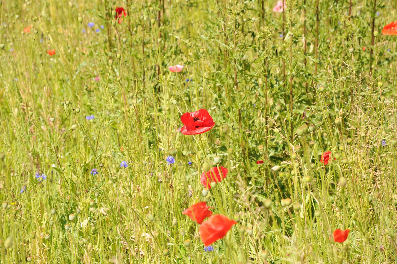 poppy field poppies field free photo