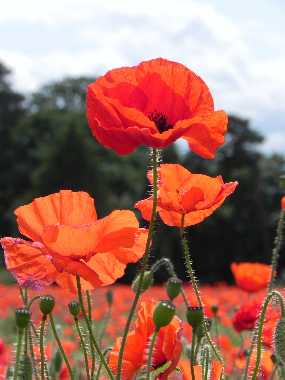 poppy poppies flower free photo