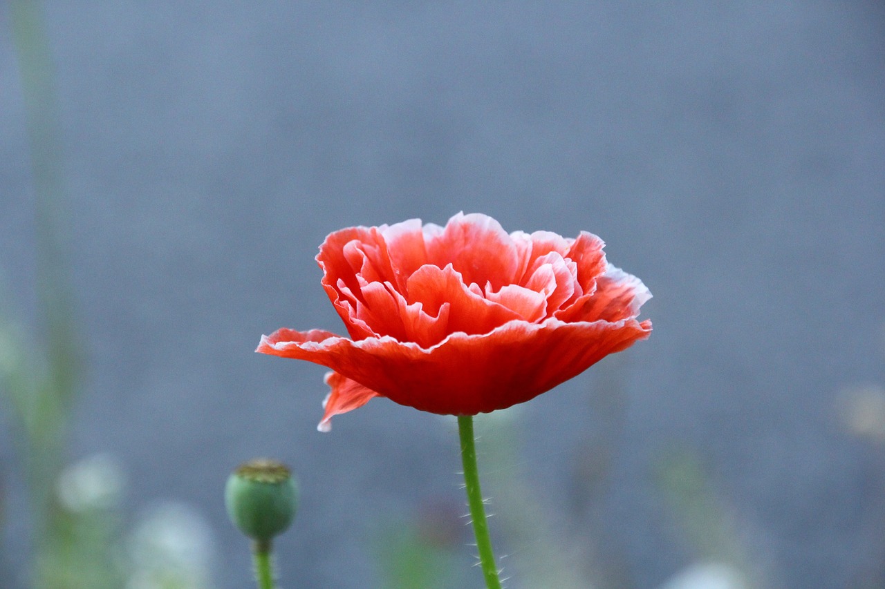 poppy flower flower klatschmohn free photo