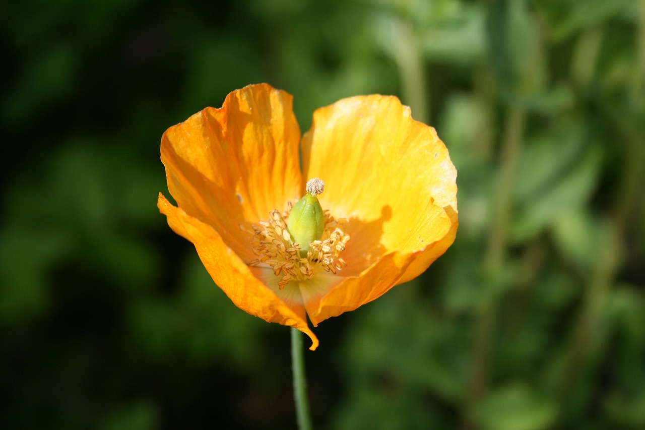 poppy flower flower petal free photo