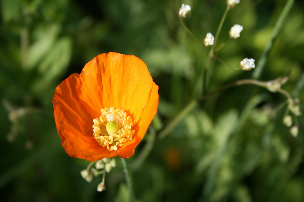 poppy flower flower petal free photo