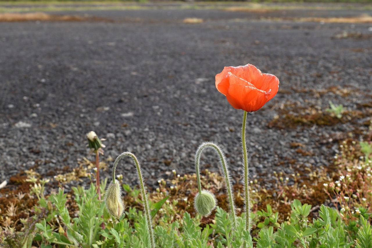 poppy flower red cup free photo