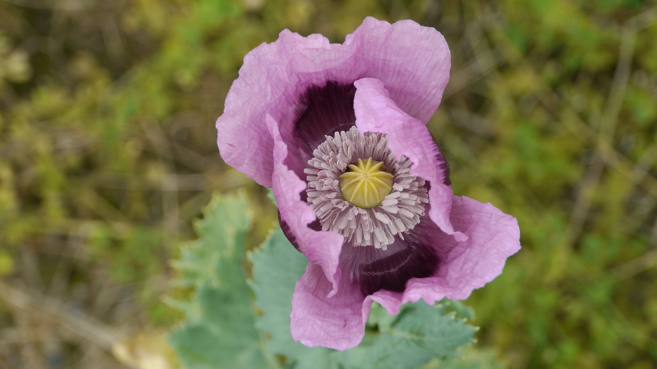 poppy flower garden wild flowers free photo