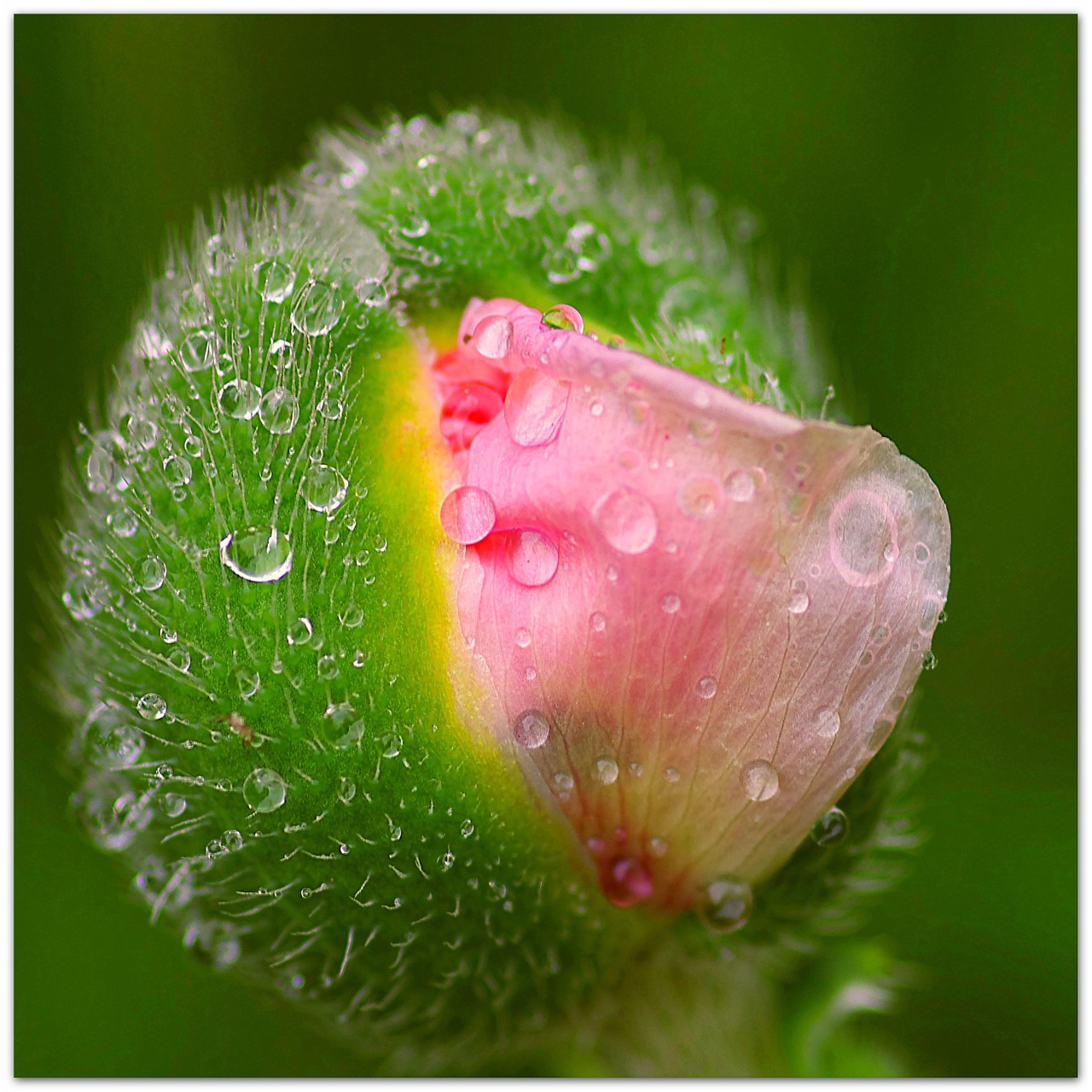 poppy flower buds jump dewdrop free photo