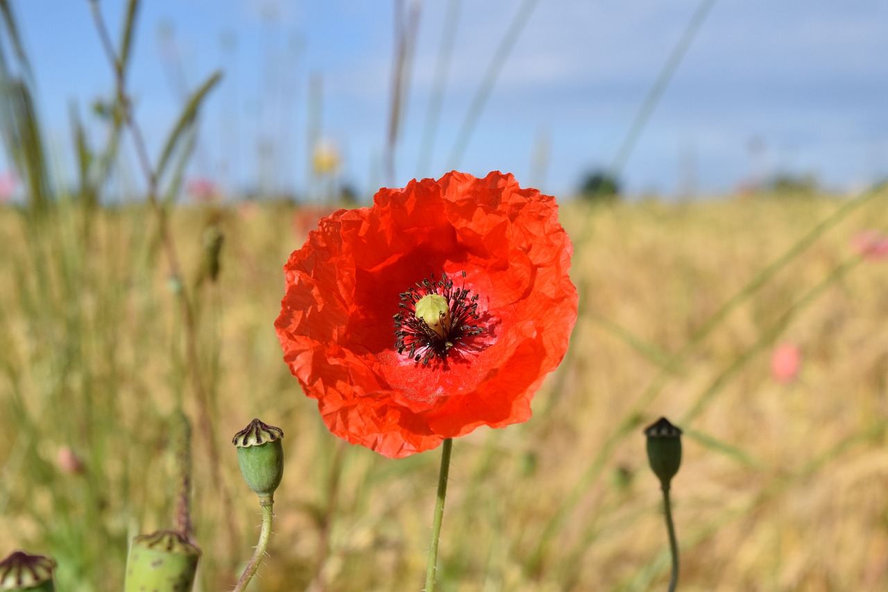 poppy flower red poppy free photo