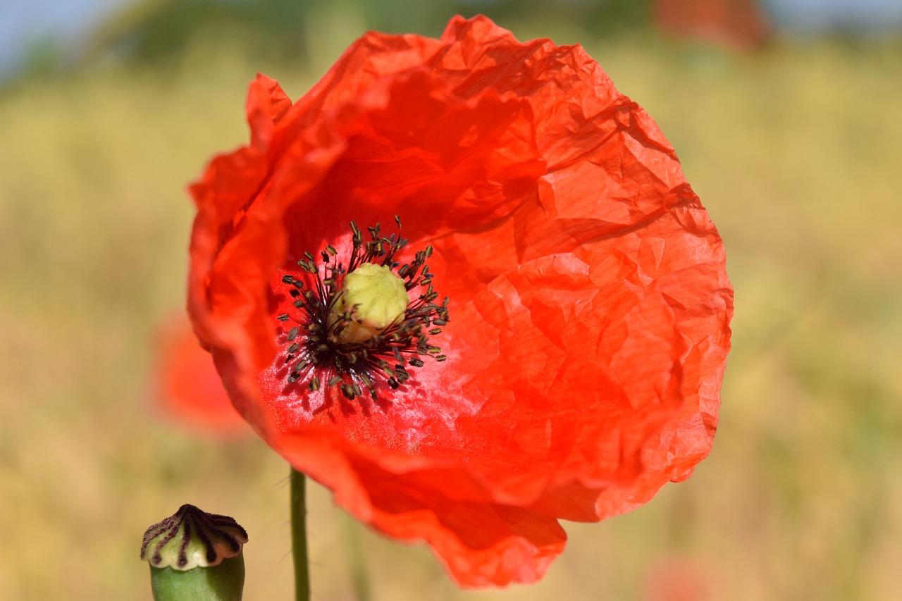 poppy flower red poppy free photo