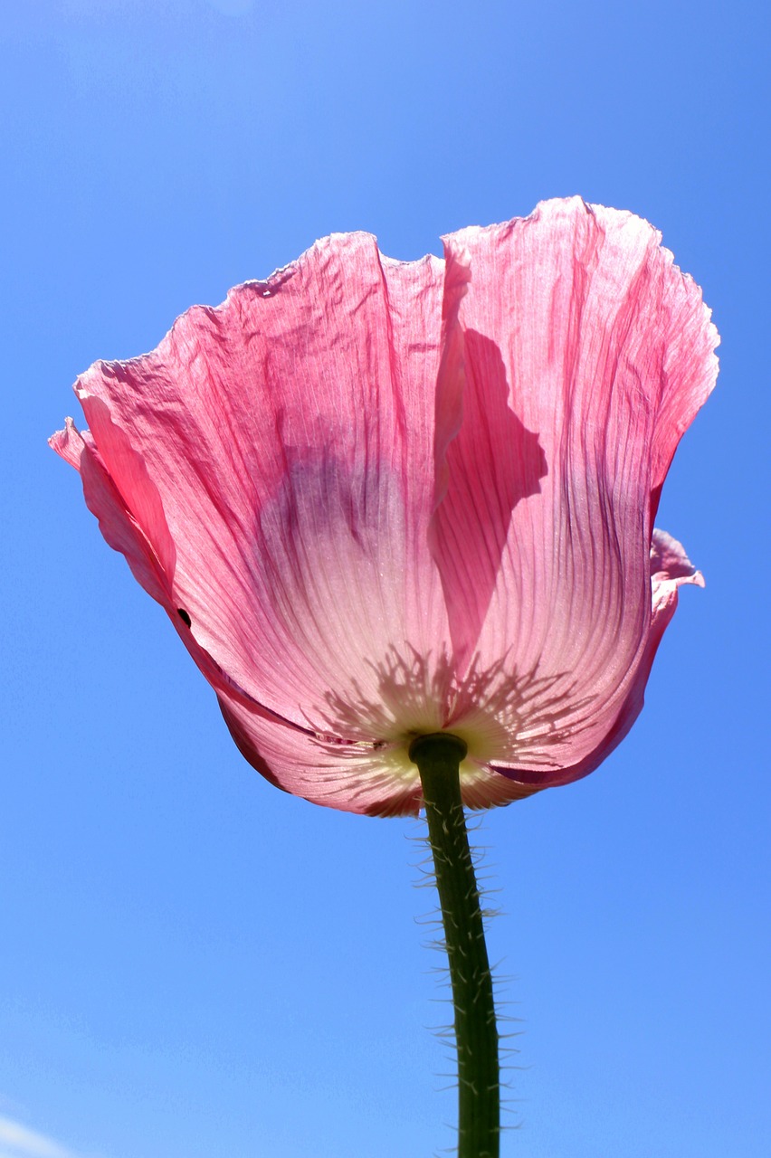 poppy flower pink flower free photo