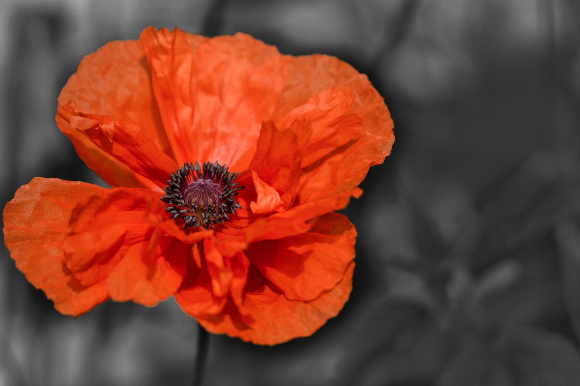 poppy flower petal free photo