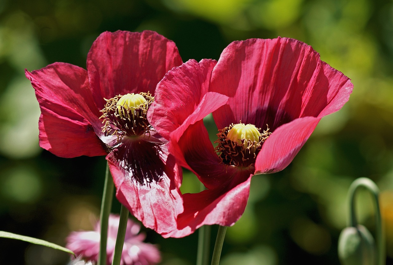 poppy flower red poppy free photo