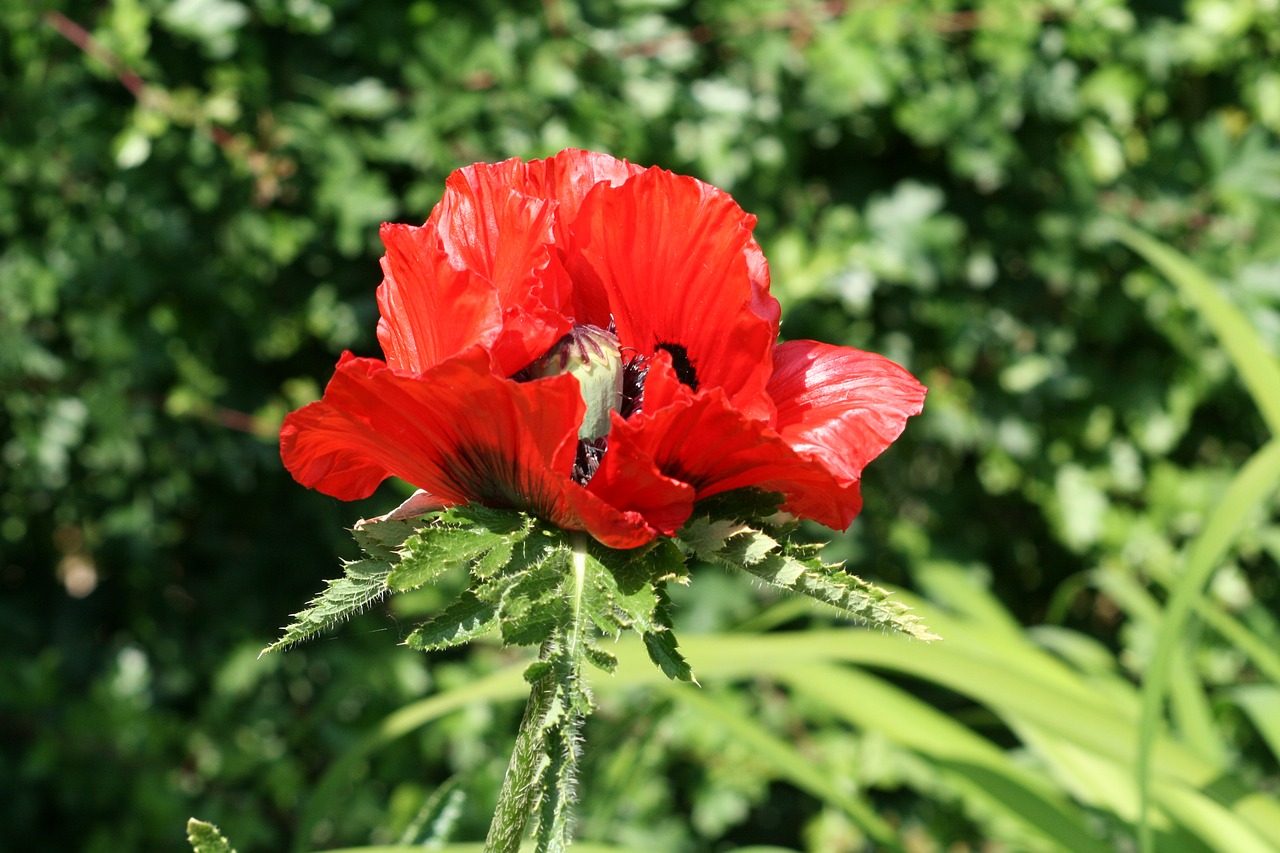 poppy flower red flower nature free photo