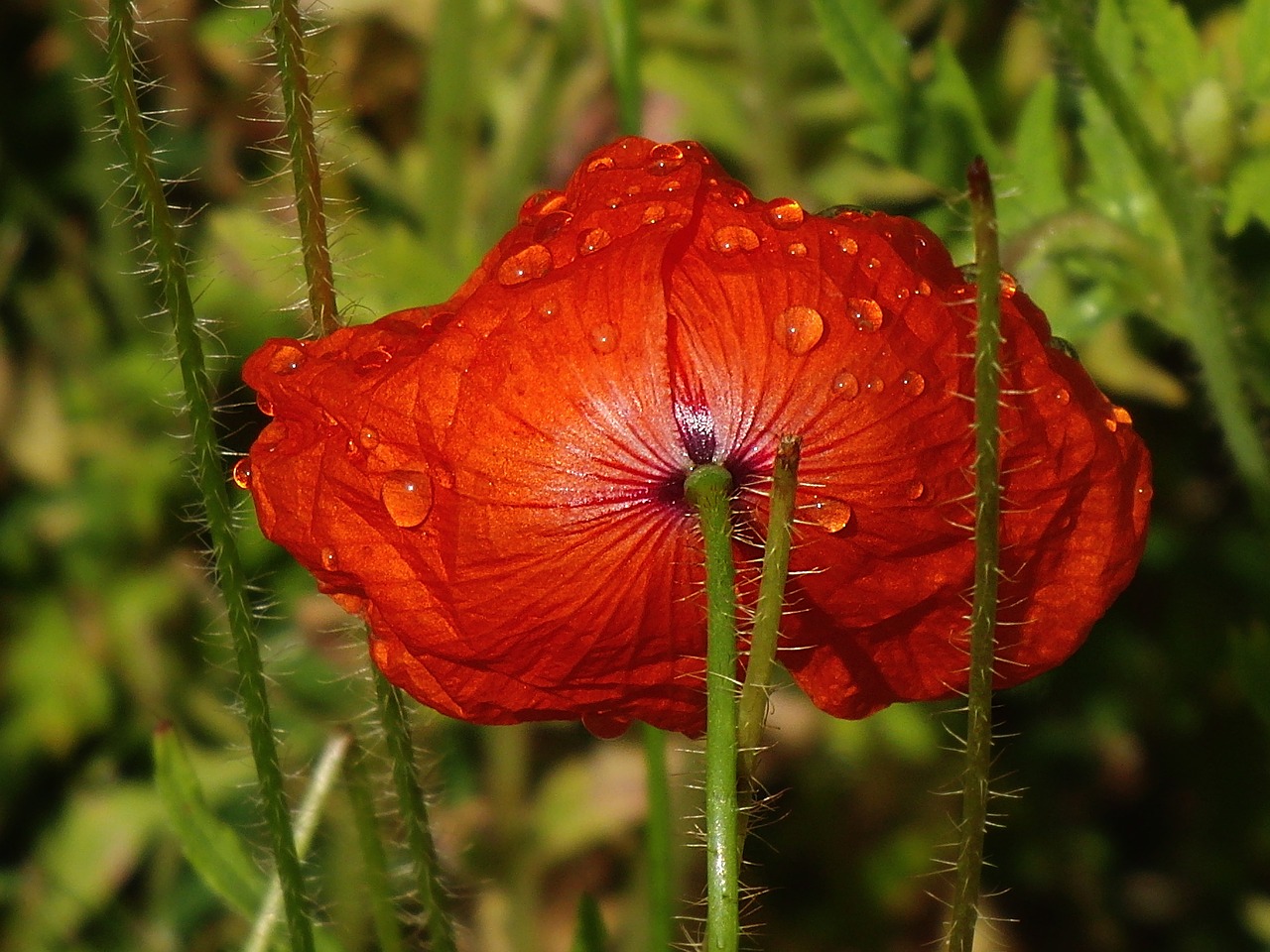 poppy flower poppy drip free photo