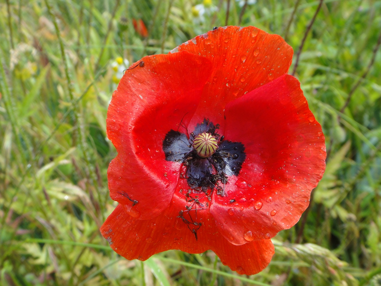 poppy flower poppy klatschmohn free photo