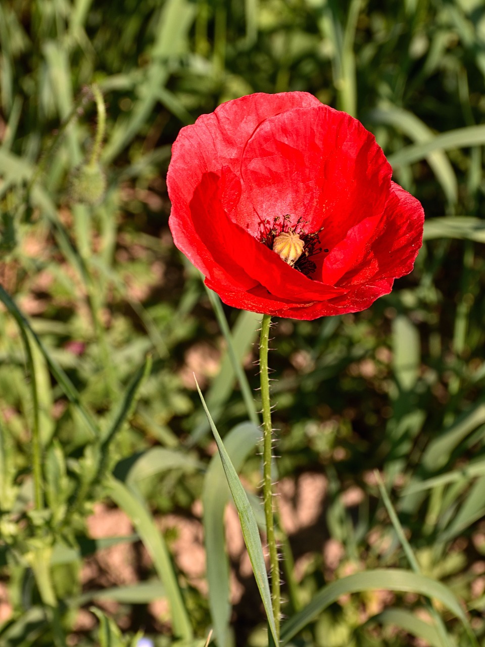 poppy flower reported nature free photo