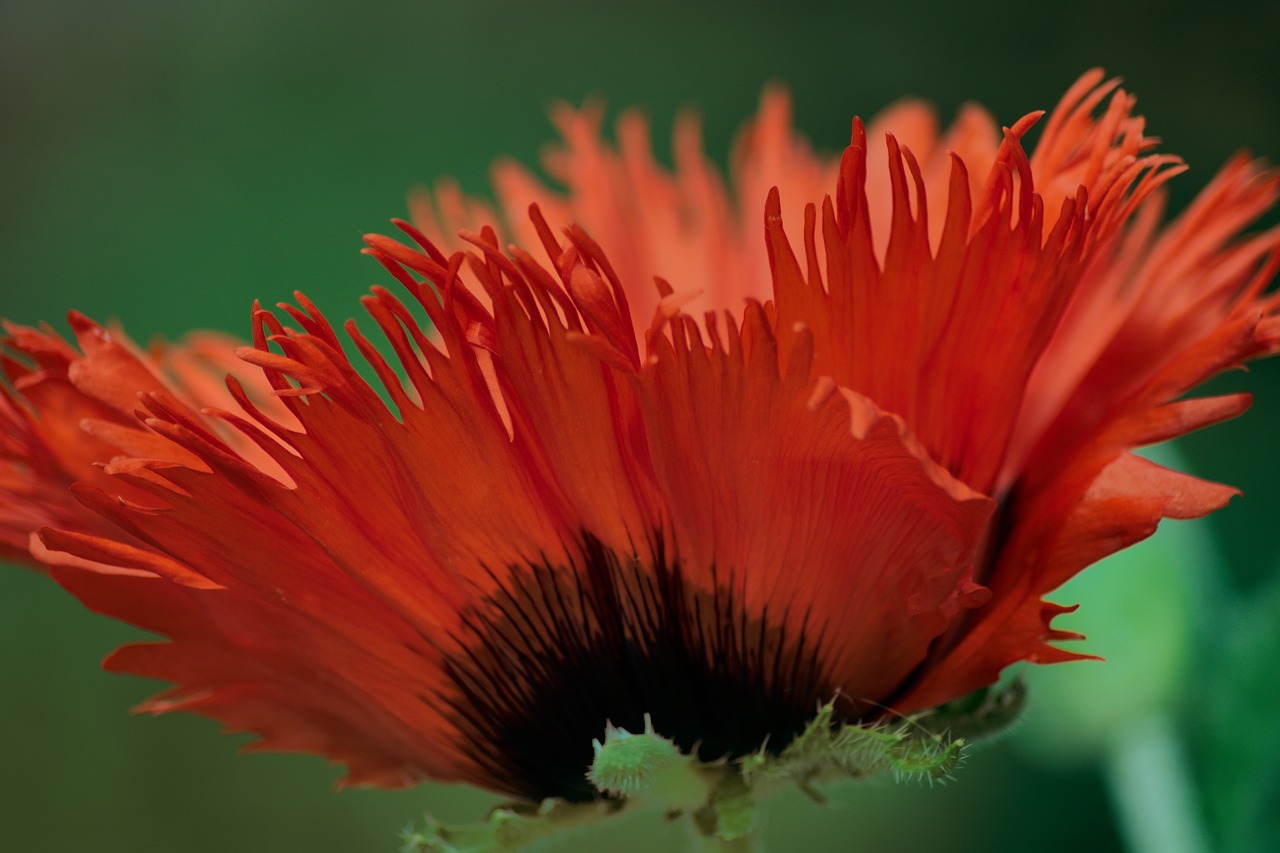 poppy flower close red free photo