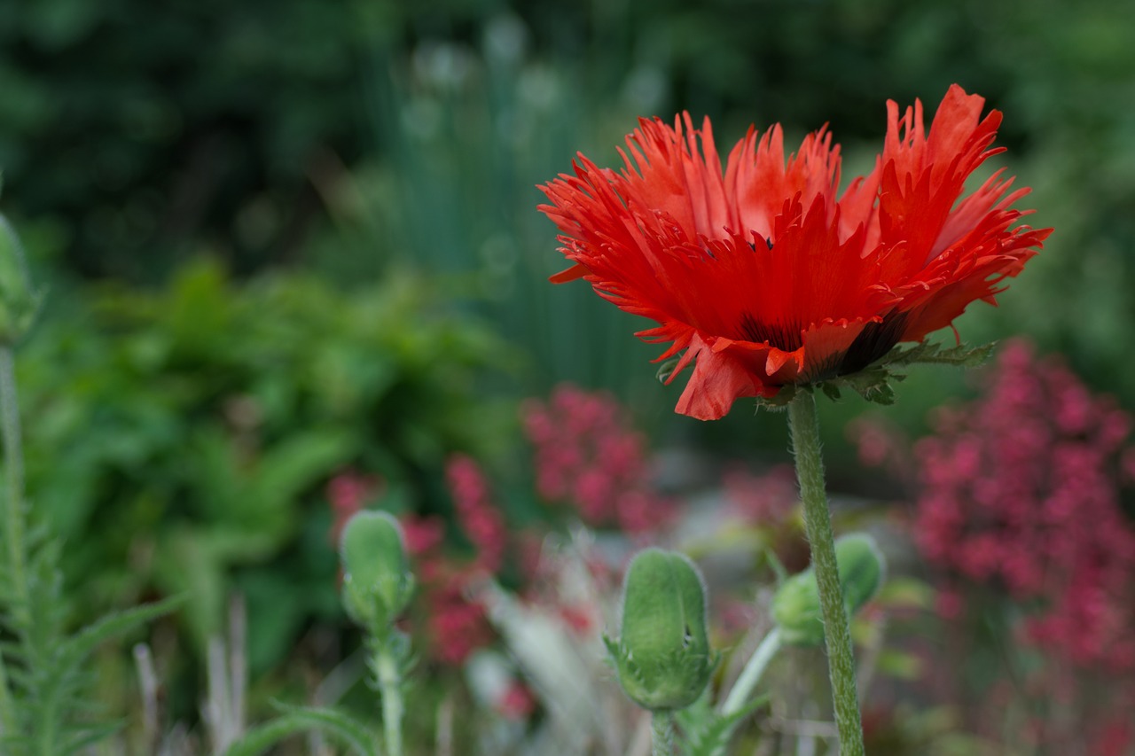 poppy flower close red free photo