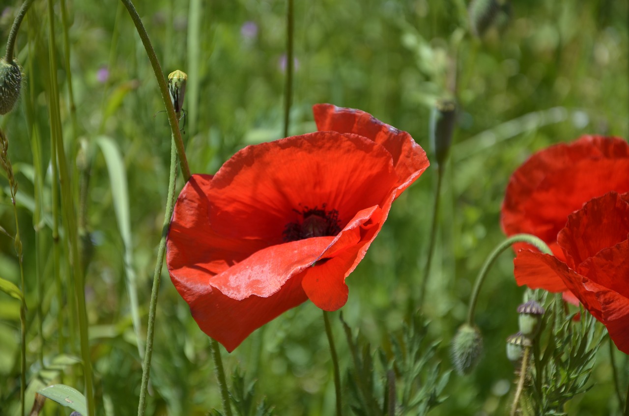 poppy flower meadow klatschmohn free photo