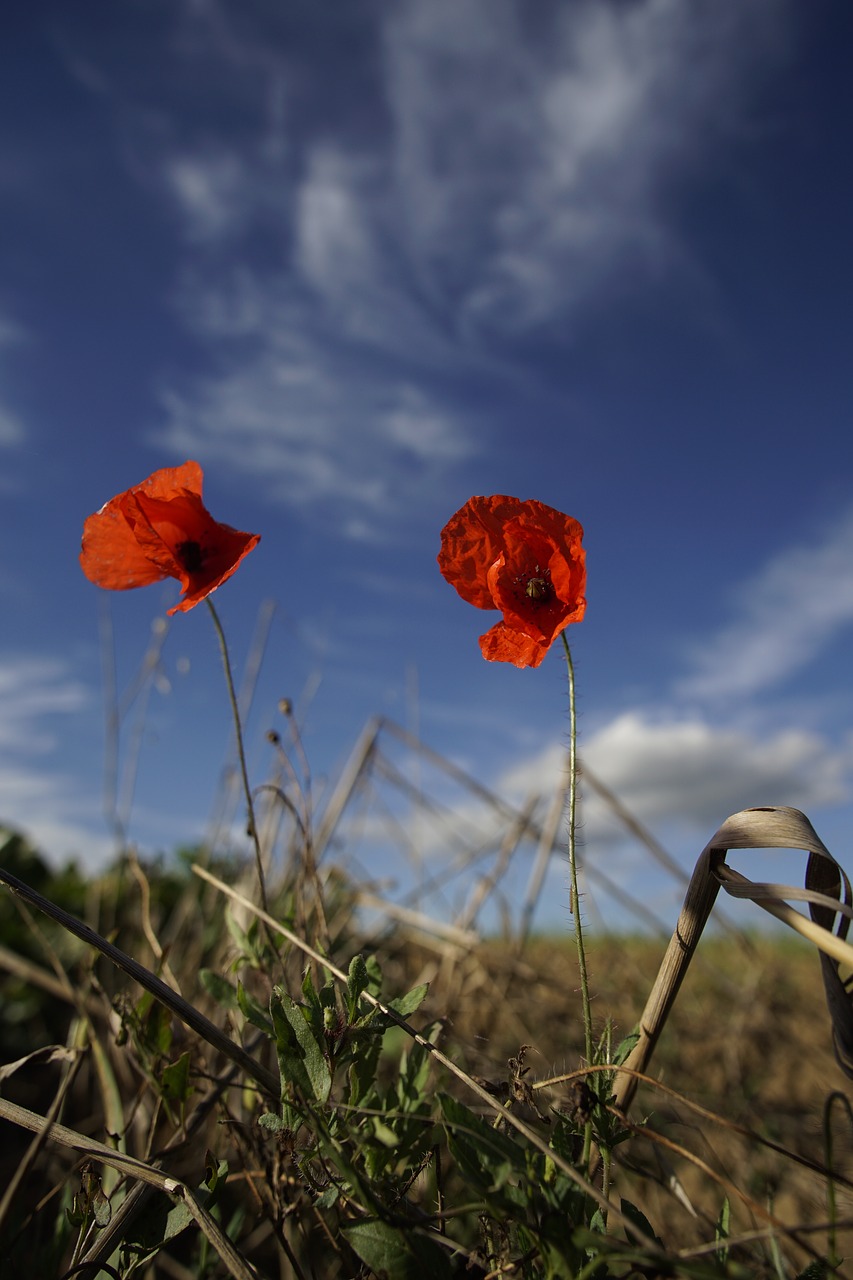 poppy flower sky red free photo