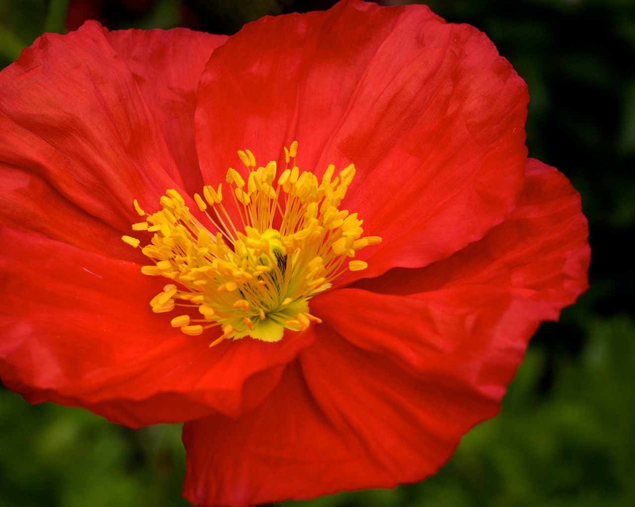 poppy flower focus red flower free photo