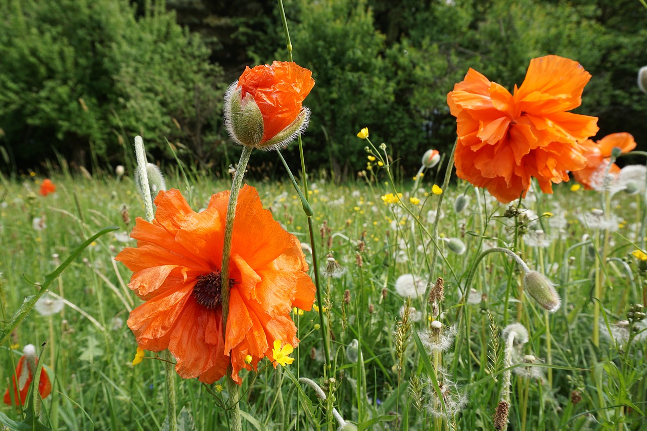 poppy flower  orange  nature free photo