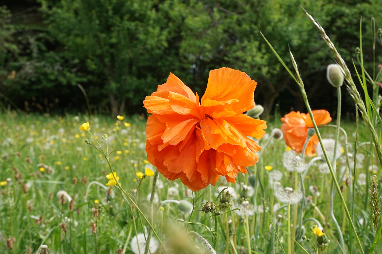 poppy flower  orange  nature free photo