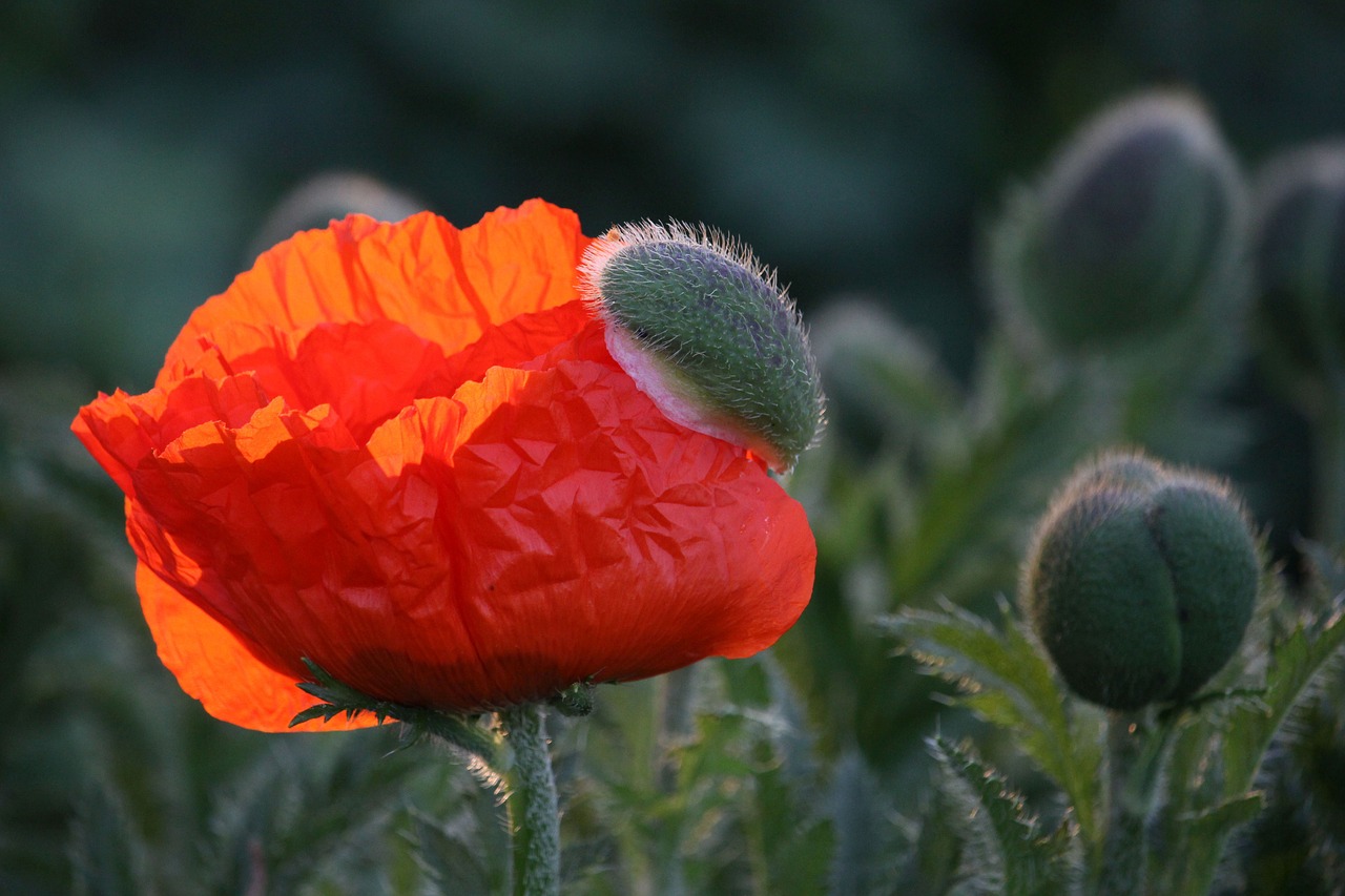 poppy flower  poppy bud  close up free photo