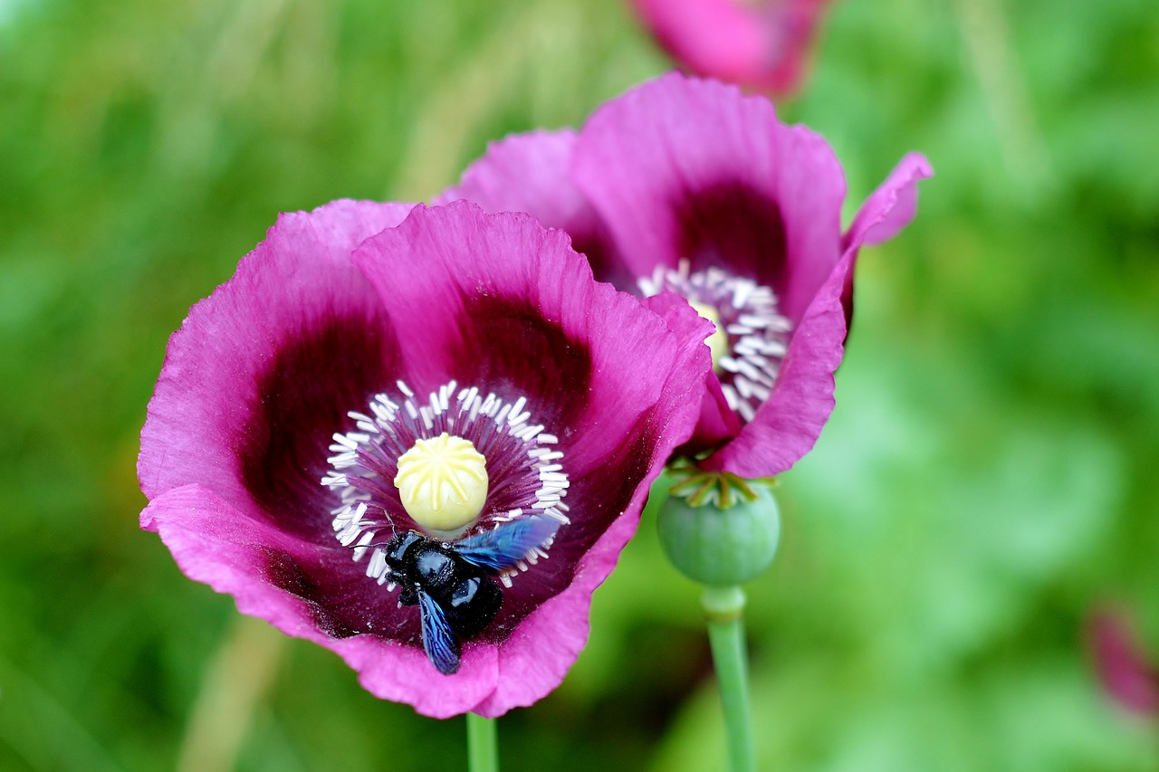 poppy flower  blue wooden bee  nature free photo