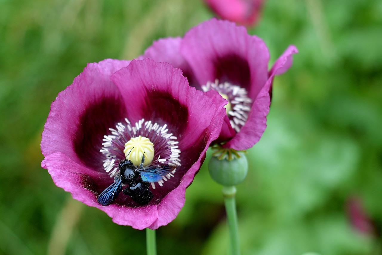 poppy flower  insect  close up free photo