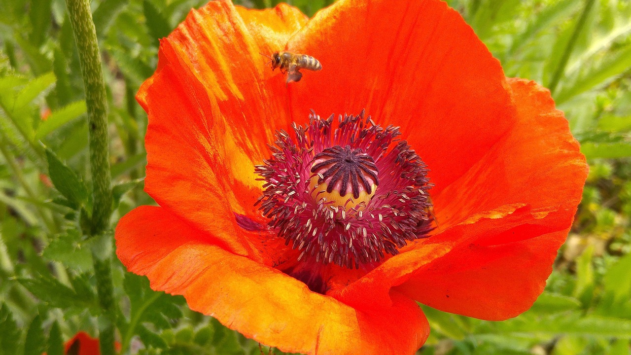 poppy flower  bee  mohngewaechs free photo