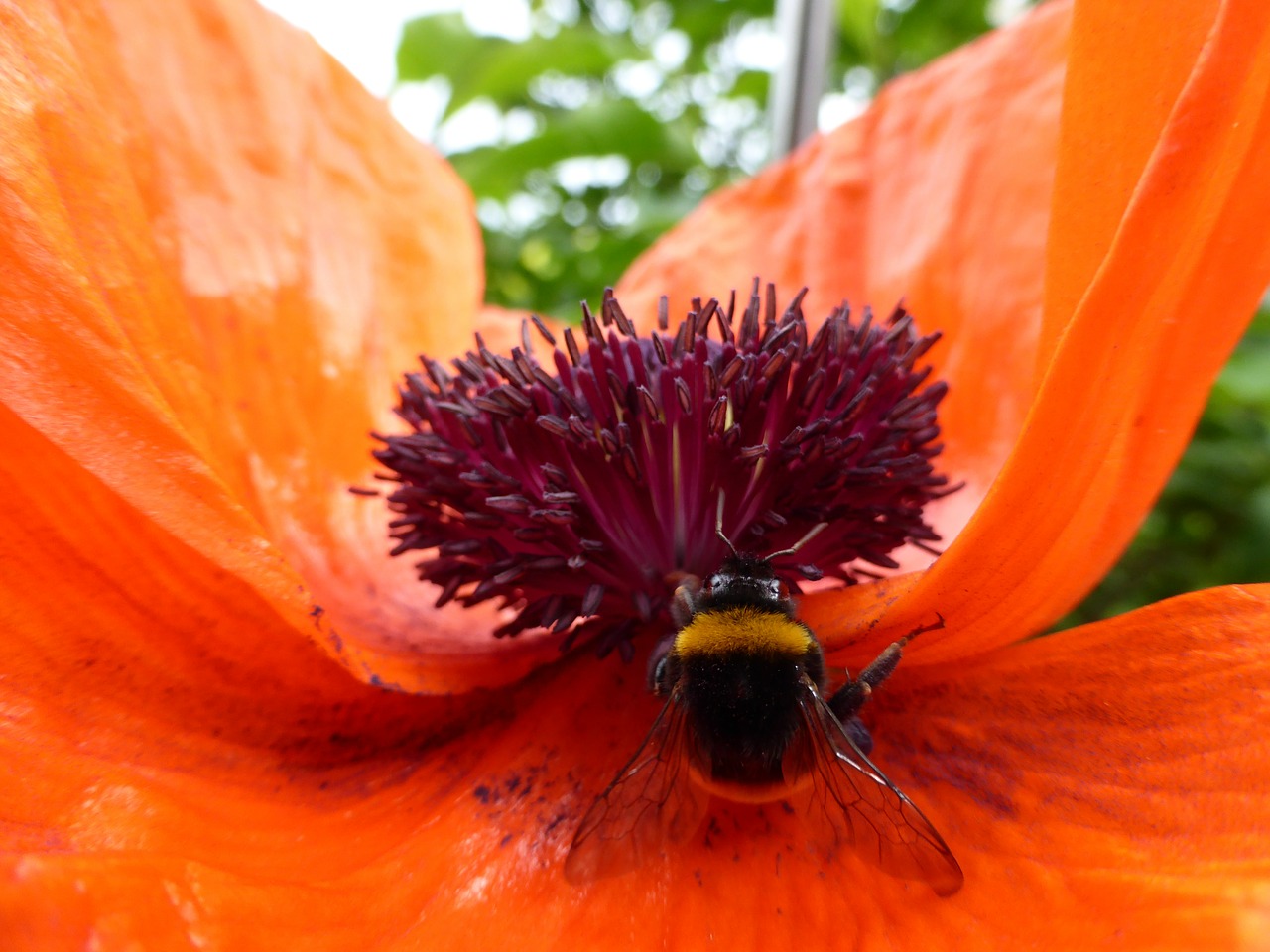 poppy flower flower plant free photo