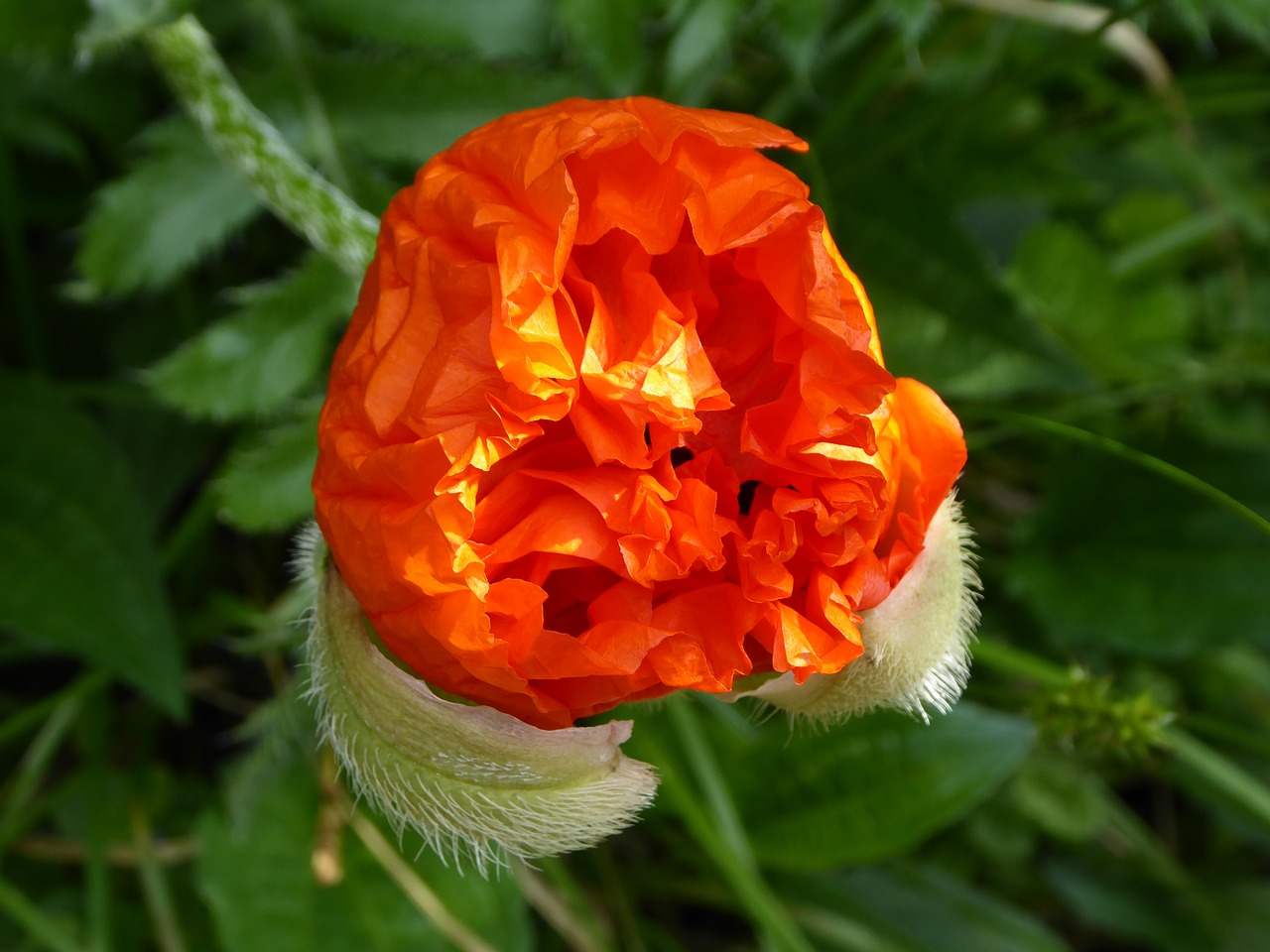 poppy flower  red  bud free photo