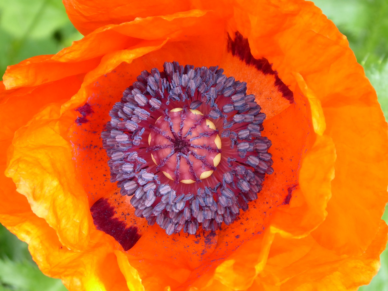 poppy flower  red  poppy free photo