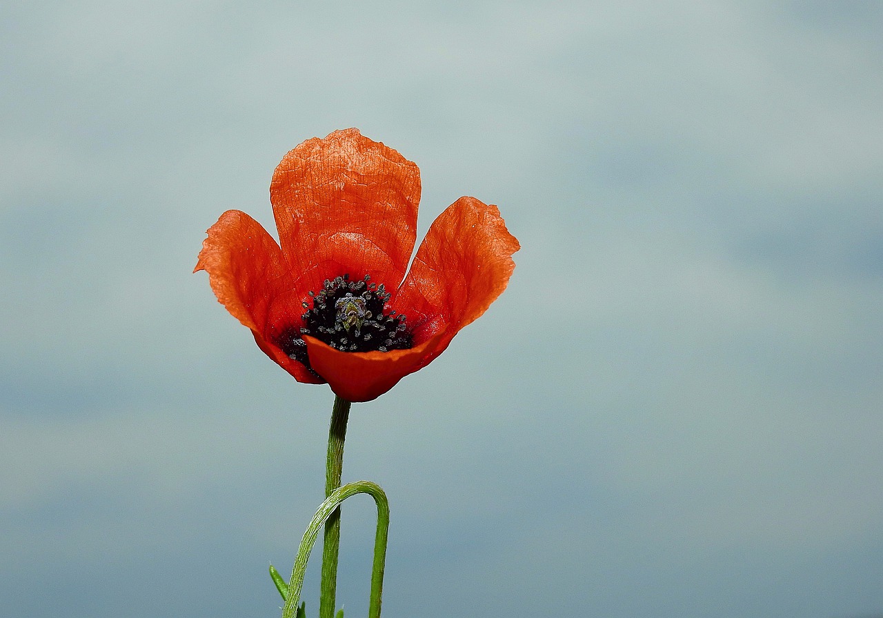 poppy flower  the background  nature free photo