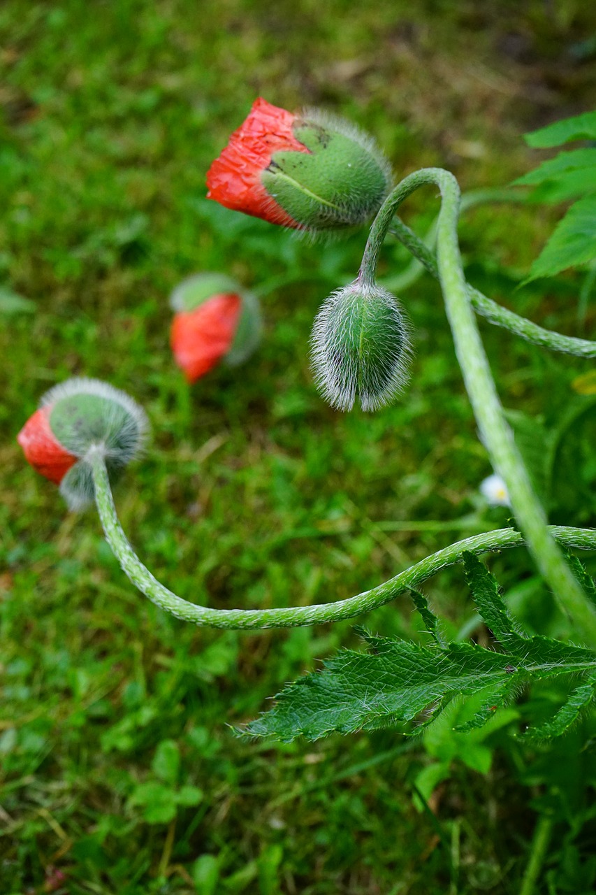 poppy flower flowers flower free photo