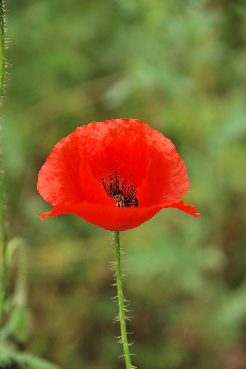 poppy flower red green free photo