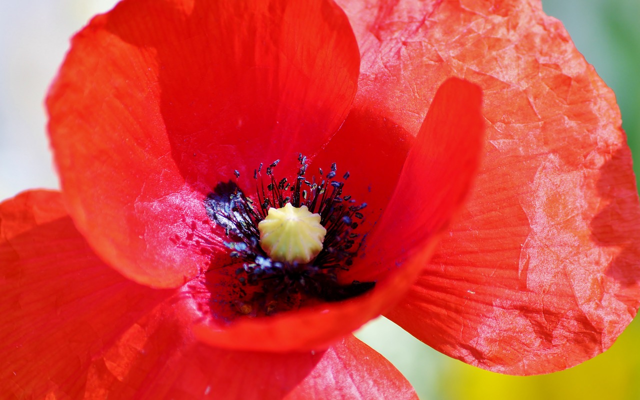 poppy flower flower plant free photo