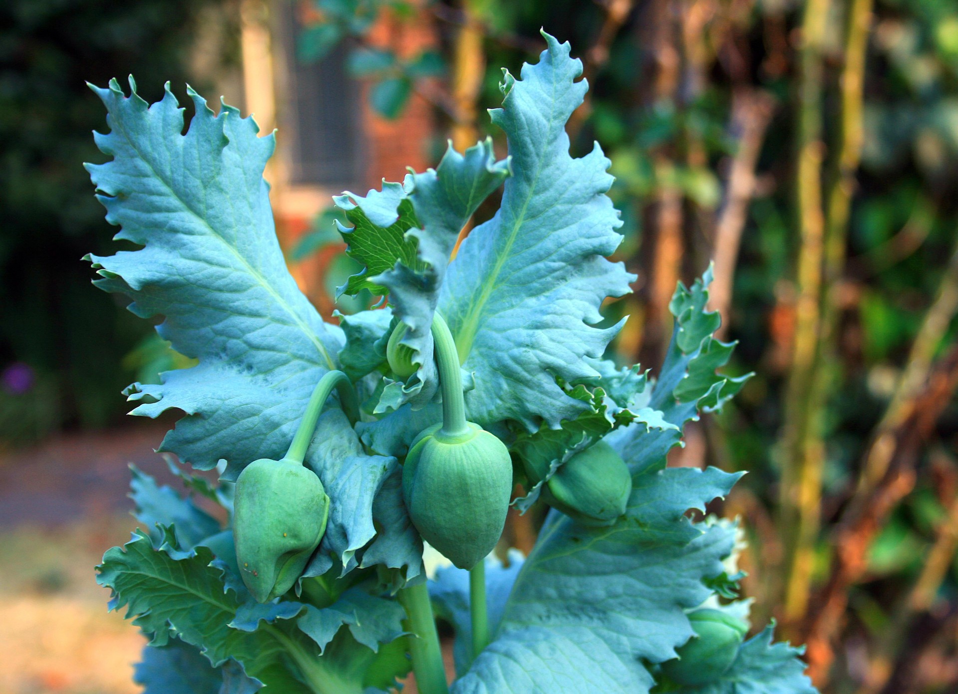 flowers buds unopened free photo