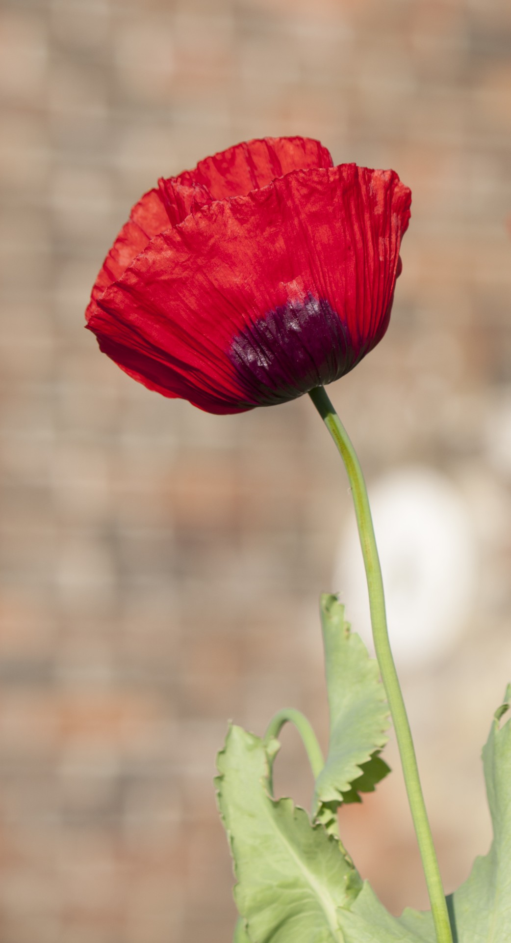 poppy flower red free photo