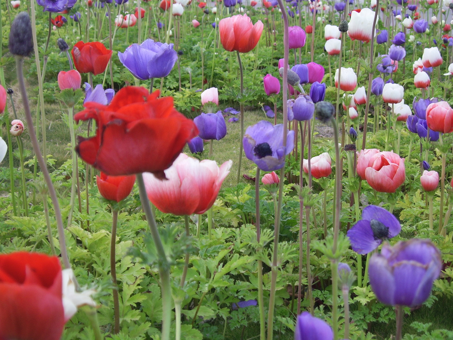 poppy flower field free photo