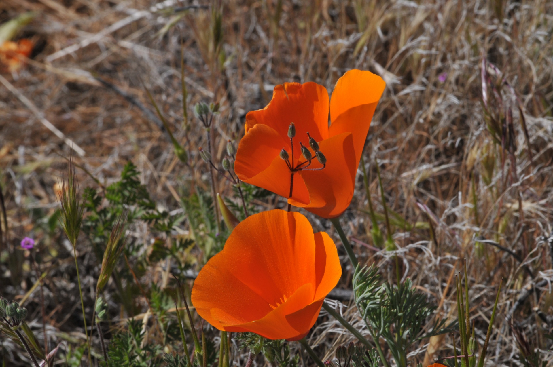 poppy poppies flowers free photo