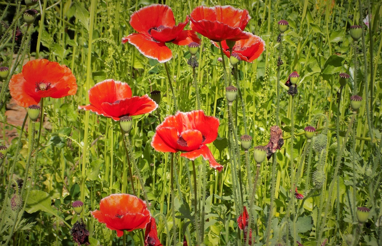 poppy flowers  flowers  summer free photo