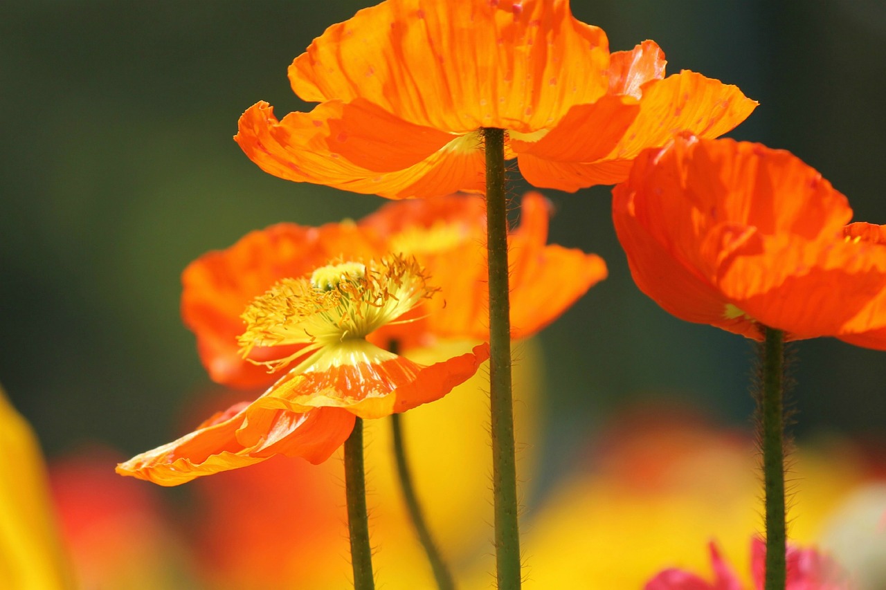 poppy flowers poppies orange free photo