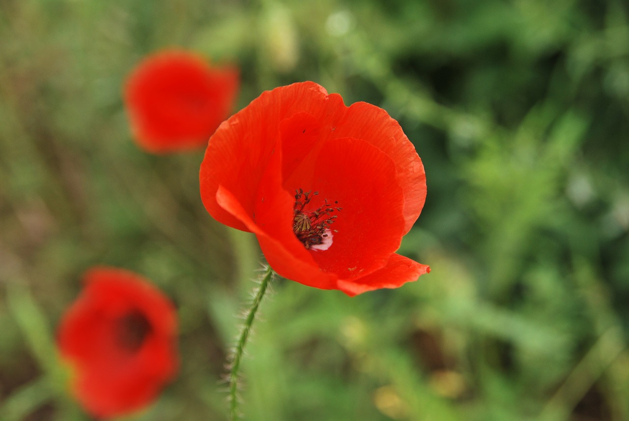 poppy flowers red green free photo