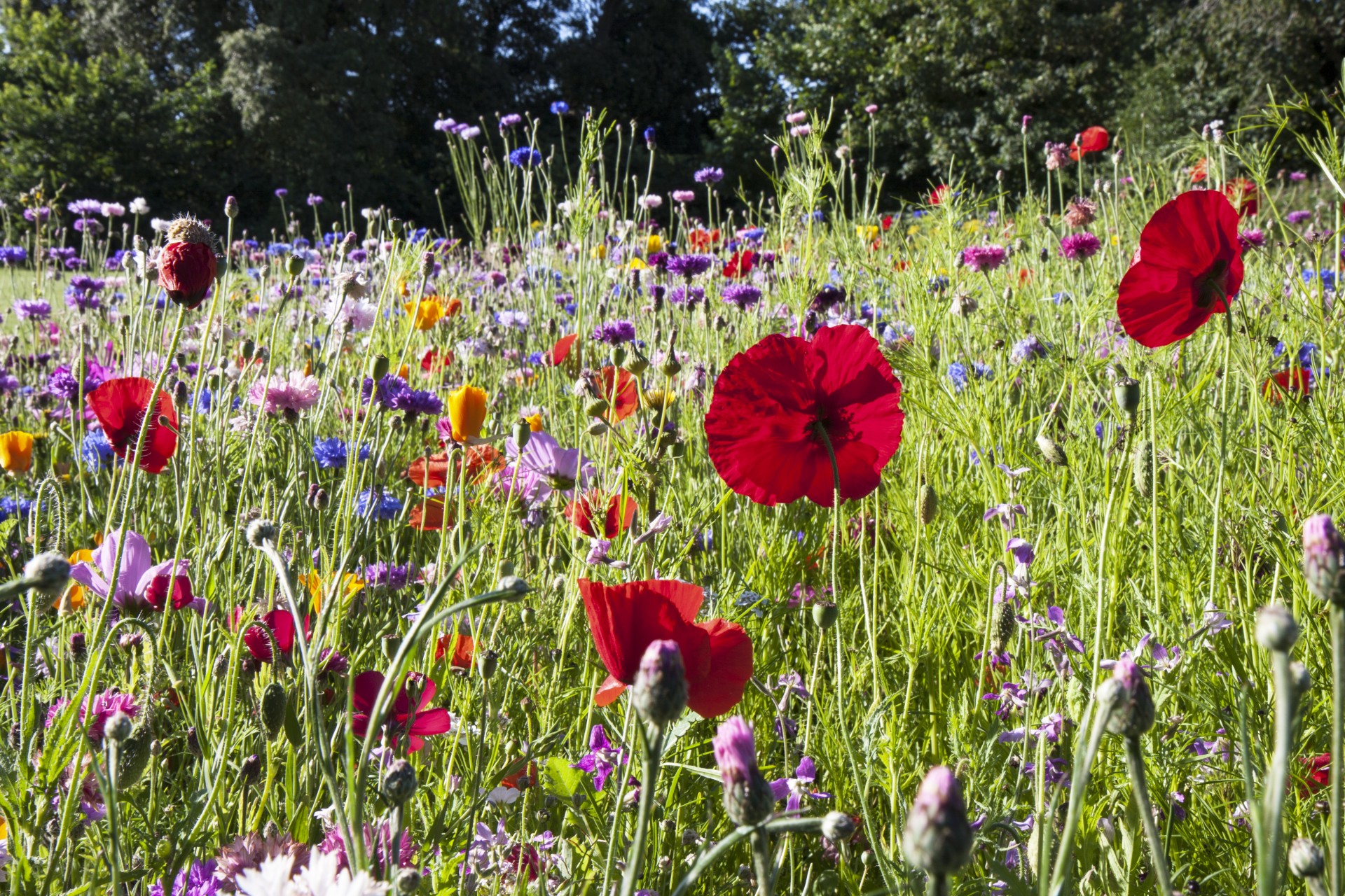 flowers flower wild free photo